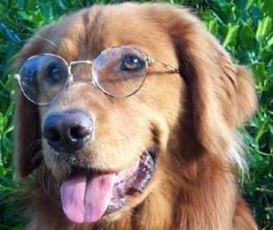 a dog with glasses